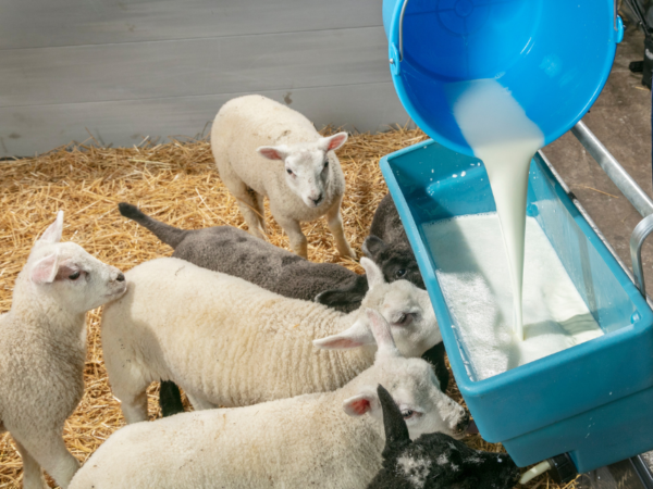 Small ruminants