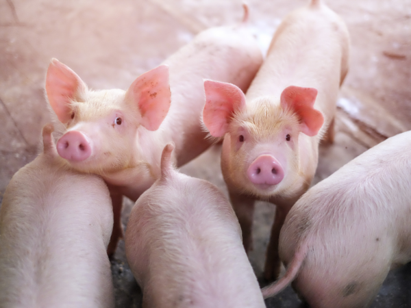Piglets